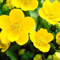 3x Caltha Palustris – Dotterbloem – ⌀09cm - ↕15-25 Cm -Exporteren Tuin Verge Winkel 1000010562 0103