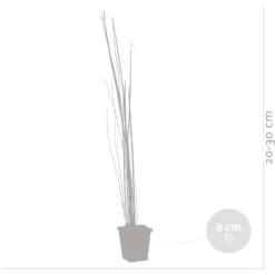 6x Equisetum Japonicum – Japanse Holpijp – ⌀9 Cm - ↕20-30 Cm -Exporteren Tuin Verge Winkel 1000010566 0102