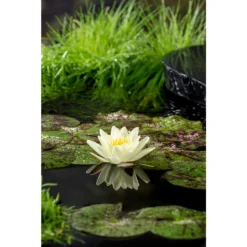 2x Nymphaea 'Marliacea Chormat' – Waterlelie – ⌀11 Cm - ↕25-35 Cm -Exporteren Tuin Verge Winkel 1000010569 0102