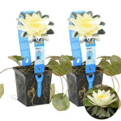 2x Nymphaea 'Marliacea Chormat' – Waterlelie – ⌀11 Cm - ↕25-35 Cm