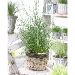 Juncus Spiralis – Kurkentrekkersgras – ⌀09cm - ↕30-40 Cm -Exporteren Tuin Verge Winkel 1000010574 0102