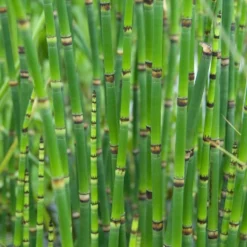 3x Equisetum Japonicum – Japanse Holpijp – ⌀9 Cm - ↕20-30 Cm -Exporteren Tuin Verge Winkel 1000010575 0102