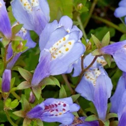 3x Mazus Reptans – Blauwe Mazus – Vijverplant – ⌀09cm - ↕15-25 Cm -Exporteren Tuin Verge Winkel 1000010579 0103
