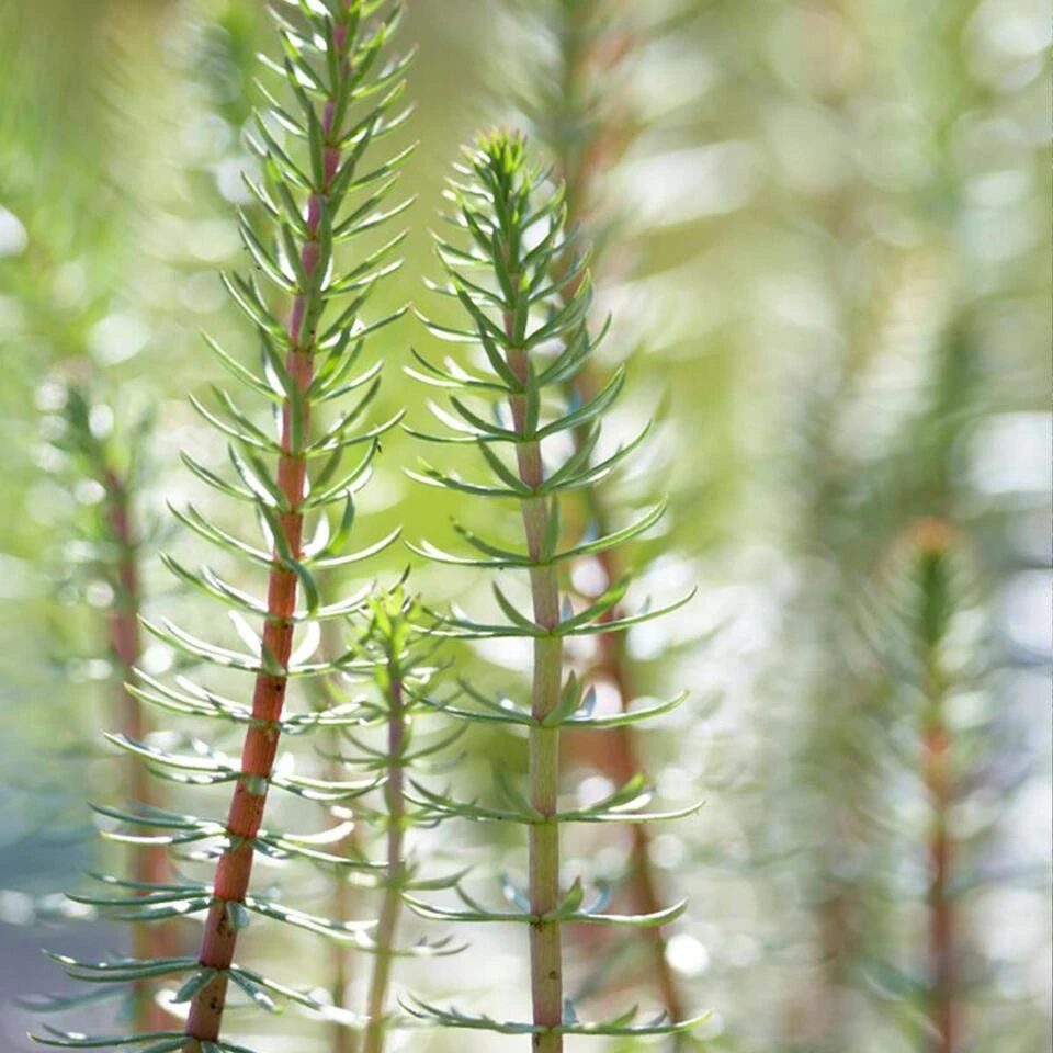 2x Hippuris Vulgaris – Lidsteng – ⌀11cm - ↕15-25 Cm 4 2x Hippuris Vulgaris – Lidsteng – ⌀11cm - ↕15-25 Cm - Afbeelding 4