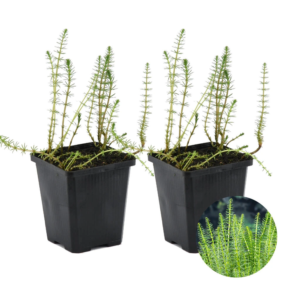 2x Hippuris Vulgaris – Lidsteng – ⌀11cm - ↕15-25 Cm 1 2x Hippuris Vulgaris – Lidsteng – ⌀11cm - ↕15-25 Cm