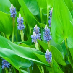 Snoekkruid Pontederia Cordata - Vijverplant In Pot 9 Cm - Hoogte15 Cm -Exporteren Tuin Verge Winkel 1000010585 0102