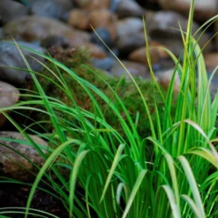 6x Acorus Calamus – Kalmoes – ⌀09cm - ↕10-20 Cm -Exporteren Tuin Verge Winkel 1000010590 0103