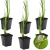 6x Acorus Calamus – Kalmoes – ⌀09cm - ↕10-20 Cm