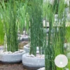 Equisetum Japonicum – Japanse Holpijp – ⌀9 Cm - ↕20-30 Cm