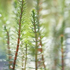 Hippuris Vulgaris – Lidsteng – ⌀11cm - ↕15-25 Cm -Exporteren Tuin Verge Winkel 1000010597 0103