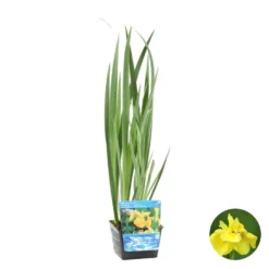 Iris Pseudacorus – Gele Lis – Zone 2-3 – ⌀18cm - ↕25-35cm