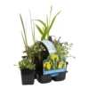 6x Inheemse Vijverplanten Mix – Zone 2 & 3 – ⌀9 Cm - ↕15-25 Cm