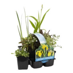 6x Inheemse Vijverplanten Mix – Zone 2 & 3 – ⌀9 Cm - ↕15-25 Cm