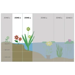 Anagallis Tenella 2x - Vijverplant - Potmaat 11 Cm - Hoogte 11-22 Cm -Exporteren Tuin Verge Winkel 1000011917 0102