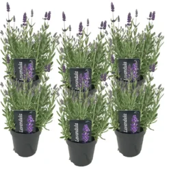 6x Lavandula Angustifolia 'Ardèche' - Lavendel - ⌀12 Cm - ↕20-25 Cm