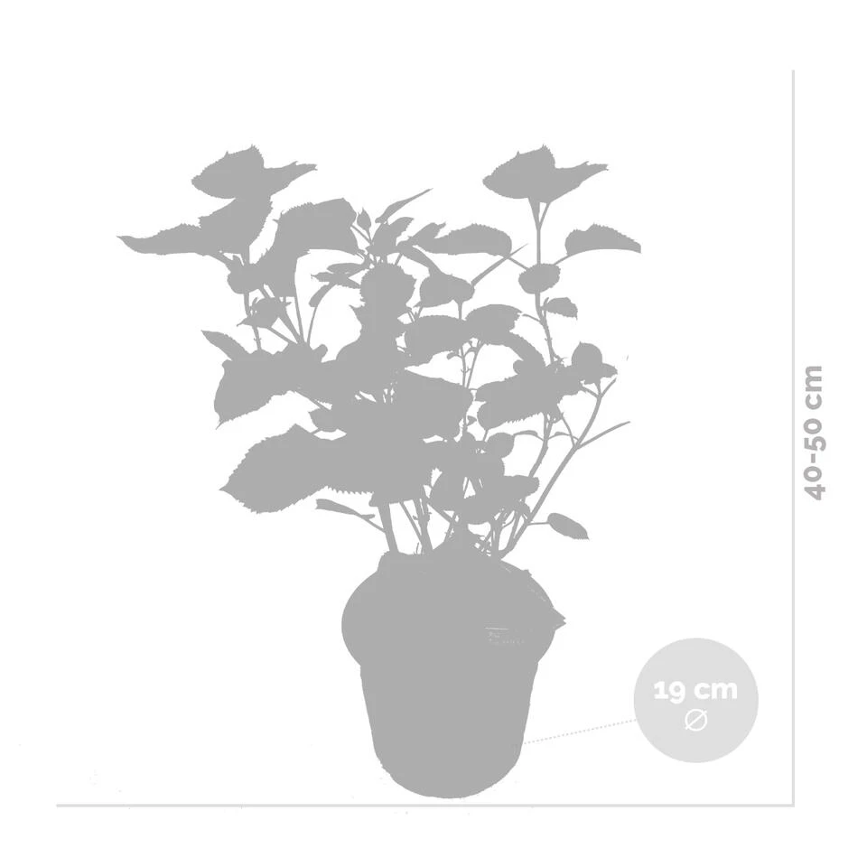 2x Hydrangea 'Pink Annabelle' - Hortensia -⌀19 Cm - ↕40-50 Cm 3 2x Hydrangea 'Pink Annabelle' - Hortensia -⌀19 Cm - ↕40-50 Cm - Afbeelding 3