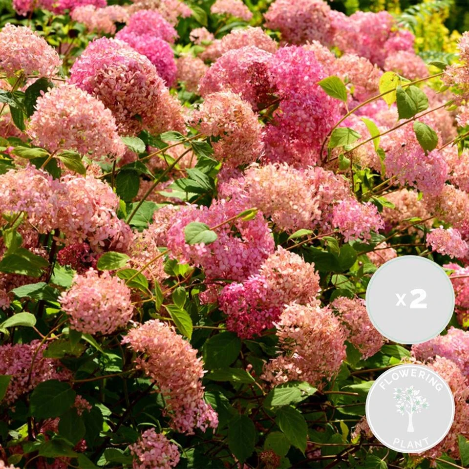 2x Hydrangea 'Pink Annabelle' - Hortensia -⌀19 Cm - ↕40-50 Cm 1 2x Hydrangea 'Pink Annabelle' - Hortensia -⌀19 Cm - ↕40-50 Cm