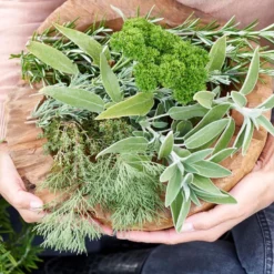 6x Biologische Tuinkruiden Mix - Tuinplanten Mix – ⌀9 Cm - ↕10-15 Cm -Exporteren Tuin Verge Winkel 1000011931 0105