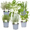 6x Biologische Tuinkruiden Mix - Tuinplanten Mix – ⌀9 Cm - ↕10-15 Cm
