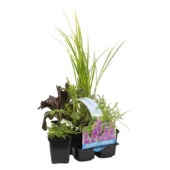 6x Geurende Vijverplanten Mix – Zone 2 & 3 – ⌀9 Cm - ↕15-25 Cm