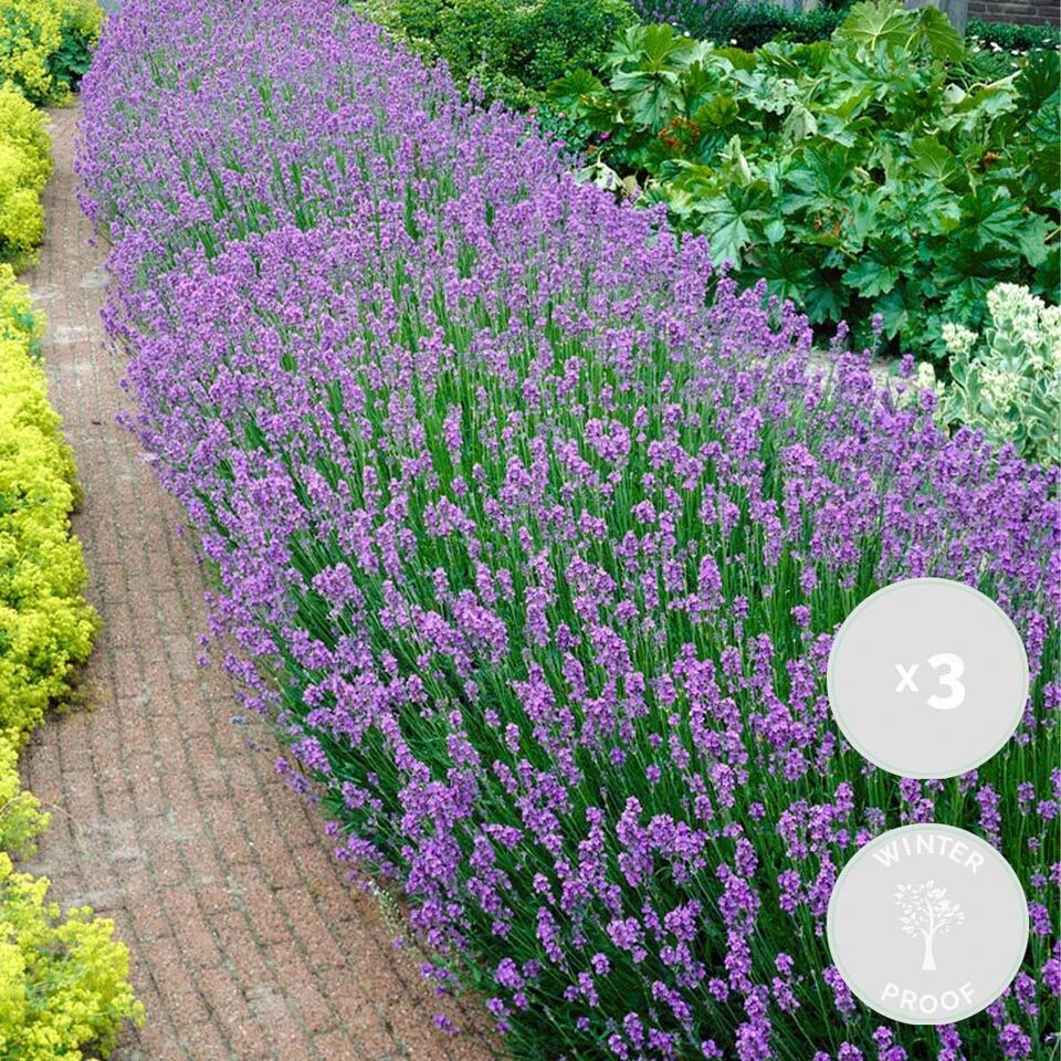 3x Lavandula Angustifolia 'Ardèche' - Lavendel - ⌀12 Cm - ↕20-25 Cm 2 3x Lavandula Angustifolia 'Ardèche' - Lavendel - ⌀12 Cm - ↕20-25 Cm - Afbeelding 2
