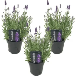 3x Lavandula Angustifolia 'Ardèche' - Lavendel - ⌀12 Cm - ↕20-25 Cm