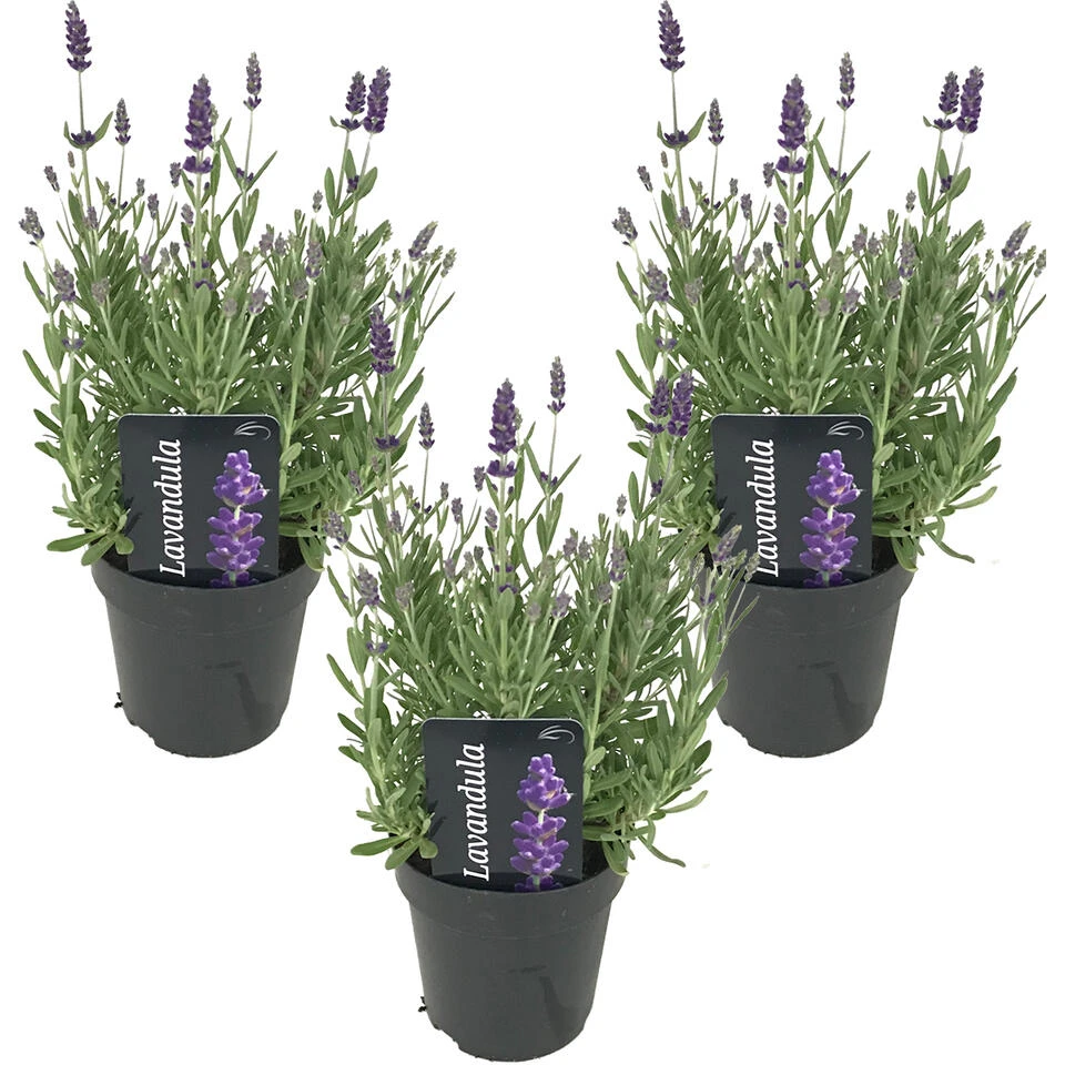 3x Lavandula Angustifolia 'Ardèche' - Lavendel - ⌀12 Cm - ↕20-25 Cm 1 3x Lavandula Angustifolia 'Ardèche' - Lavendel - ⌀12 Cm - ↕20-25 Cm