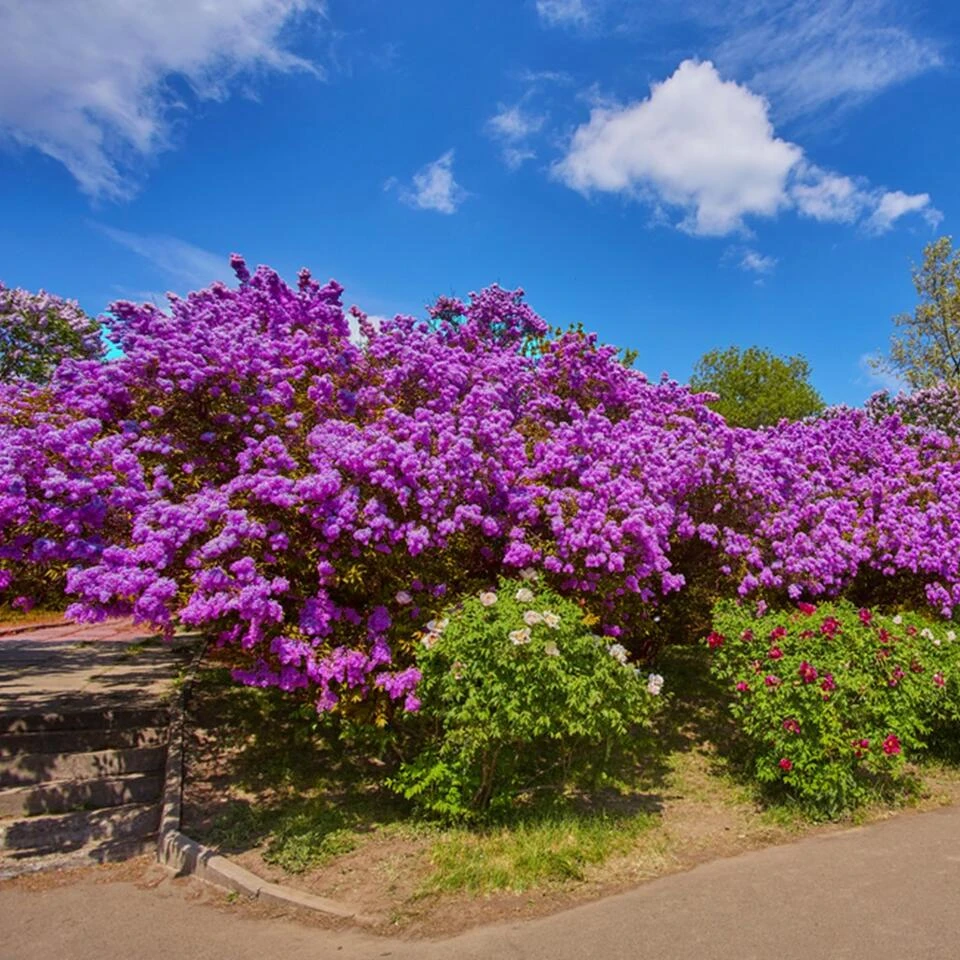 2x Syringa 'Bloomerang Dark Purple' - Buitenplant ⌀13 Cm - ↕25-30 Cm 2 2x Syringa 'Bloomerang Dark Purple' - Buitenplant ⌀13 Cm - ↕25-30 Cm - Afbeelding 2