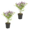 2x Syringa 'Bloomerang Dark Purple' - Buitenplant ⌀13 Cm - ↕25-30 Cm