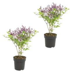 2x Syringa 'Bloomerang Dark Purple' - Buitenplant ⌀13 Cm - ↕25-30 Cm