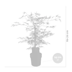 Acer Palmatum 'Emerald Lace' – Japanse Esdoorn – ⌀19 Cm - ↕60-70 Cm -Exporteren Tuin Verge Winkel 1000013945 0102