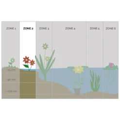 6x Doku-Dami - Houttuynia 'Chameleon' ⌀ 9 Cm - ↕ 10-20 Cm -Exporteren Tuin Verge Winkel 1000013949 0102