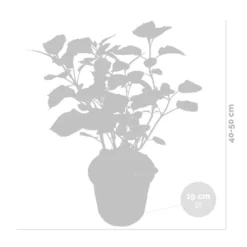 Hydrangea Arborescens 'Pink Annabelle' - Hortensia -⌀19 Cm - ↕40-50 Cm -Exporteren Tuin Verge Winkel 1000013950 0102