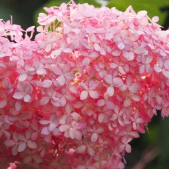 Hydrangea Arborescens 'Pink Annabelle' - Hortensia -⌀19 Cm - ↕40-50 Cm -Exporteren Tuin Verge Winkel 1000013950 0103