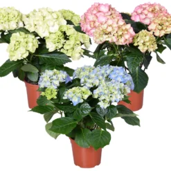 3x Hydrangea Macrophylla Mix – Hortensia – ⌀14 Cm - ↕30-40 Cm
