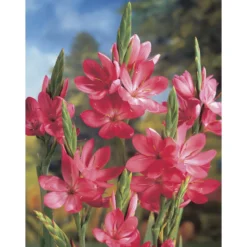 6x Schizostylis Mrs Hegarty Roze P9H10 -Exporteren Tuin Verge Winkel 1000013974 0103