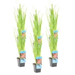 6x Schizostylis Mrs Hegarty Roze P9H10