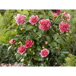 2x Camellia 'Volunteer' - Japanse Roos - Buitenplant ⌀13 Cm 4 2x Camellia 'Volunteer' - Japanse Roos - Buitenplant ⌀13 Cm -Exporteren Tuin Verge Winkel 1000013981 0101