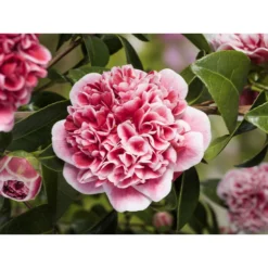 2x Camellia 'Volunteer' - Japanse Roos - Buitenplant ⌀13 Cm 5 2x Camellia 'Volunteer' - Japanse Roos - Buitenplant ⌀13 Cm -Exporteren Tuin Verge Winkel 1000013981 0102