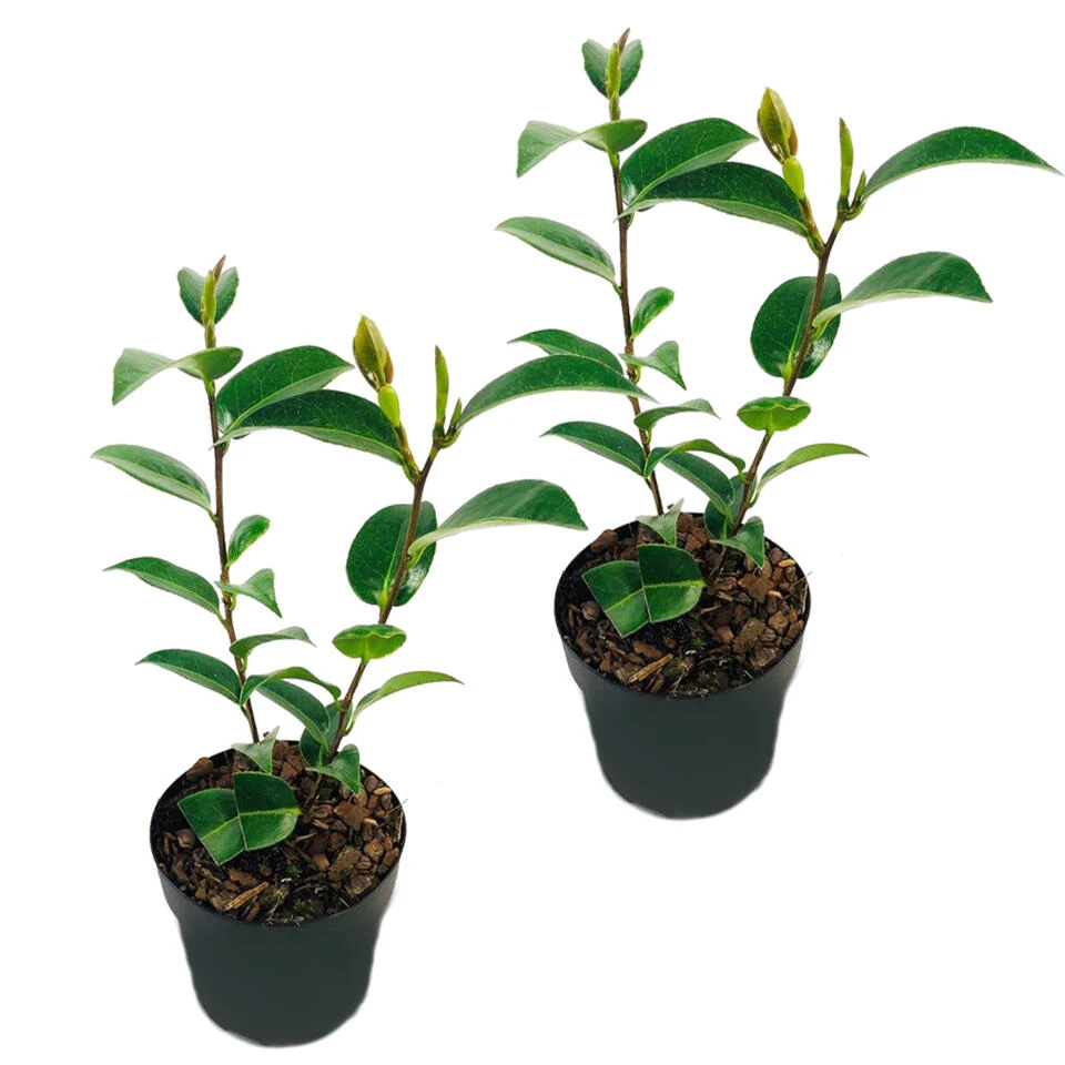 2x Camellia 'Volunteer' - Japanse Roos - Buitenplant ⌀13 Cm 1 2x Camellia 'Volunteer' - Japanse Roos - Buitenplant ⌀13 Cm