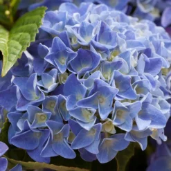 Hydrangea Macrophylla 'Early Blue'– Hortensia – ⌀14 Cm - ↕30-40 Cm -Exporteren Tuin Verge Winkel 1000013982 0103