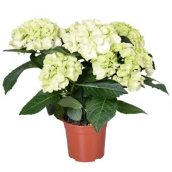 Hydrangea Macrophylla 'Schneeball' – Hortensia – ⌀14 Cm - ↕30-40 Cm