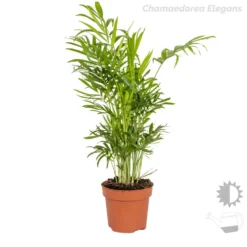 3x Tropische Palmen Mix – Onderhoudsvriendelijk - ⌀12 Cm - ↕20-45 Cm -Exporteren Tuin Verge Winkel 1000018775 0102