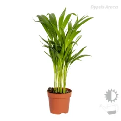 3x Tropische Palmen Mix – Onderhoudsvriendelijk - ⌀12 Cm - ↕20-45 Cm -Exporteren Tuin Verge Winkel 1000018775 0103