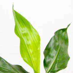 Strelitzia Reginae - Paradijsvogelplant - ⌀12 Cm - ↕30-40 Cm -Exporteren Tuin Verge Winkel 1000018780 0102