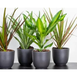 Exporteren Tuin Verge Winkel -Exporteren Tuin Verge Winkel 1000018781 0101