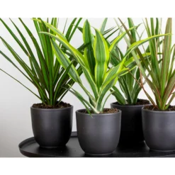 Dracaena Lemon Lime P12H30 -Exporteren Tuin Verge Winkel 1000018781 0103