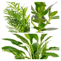 3x Slaapkamerplanten Mix – Luchtzuiverend - ⌀12 Cm - ↕20-45 Cm -Exporteren Tuin Verge Winkel 1000018783 0102