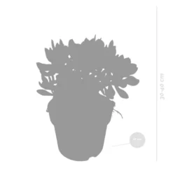 Crassula Minova - P17H30 -Exporteren Tuin Verge Winkel 1000018785 0102