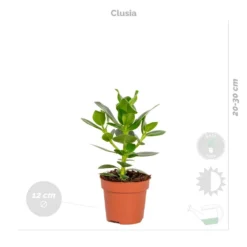 4x Onderhoudsvriendelijk Mix - ⌀12 Cm - ↕ 25-45 Cm -Exporteren Tuin Verge Winkel 1000018787 0103